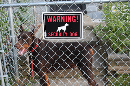 Security dog