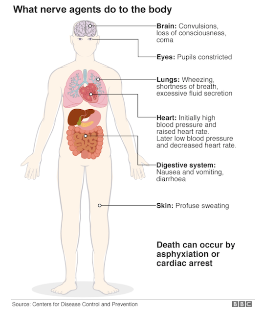 Human Body Chart