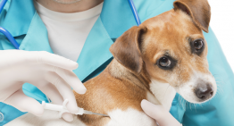 Is It Safe to Microchip Your Pets?