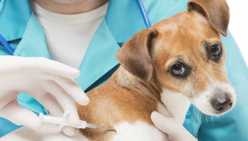 Is It Safe to Microchip Your Pets?
