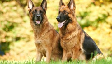 Incorporating Dogs Into Your Home Defense Plan