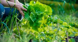 4 Best crops to grow in a survival garden?