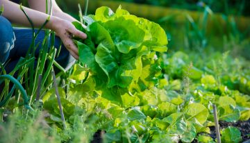 4 Best crops to grow in a survival garden?