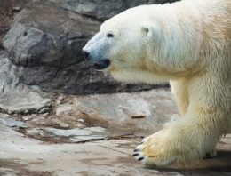 Alaskan man stops charging polar bear with his AR-15