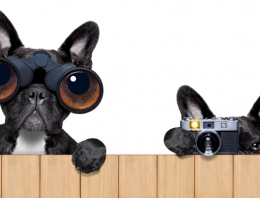 CIA’s “Cyborg Spy Cat” Splattered In Oncoming Traffic