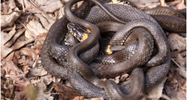 AMERICA’S SHORT-LIVED CYBER WARFARE VICTORY IS OVER