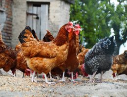 How to raise survival chickens