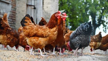 Chickens or ducks – which survival livestock is best?